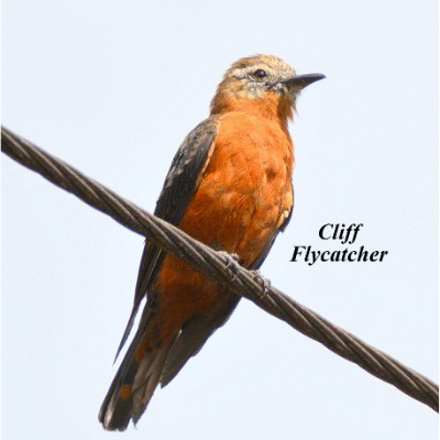 Cliff Flycatcher